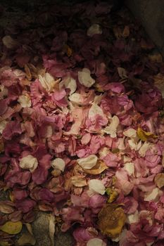 Pink and white bougainvillea petals scattered on a stone path in natural light.