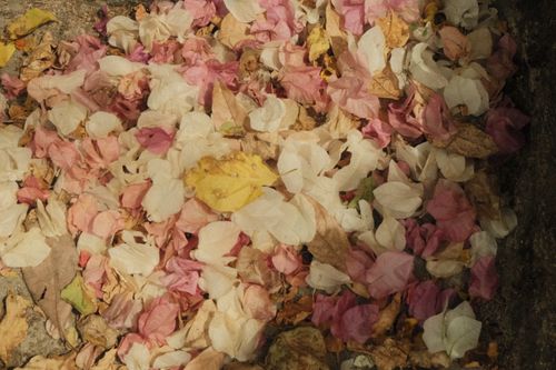 Free Colorful dry bougainvillea petals scattered on the ground captured in Binh Thuan, Vietnam. Stock Photo