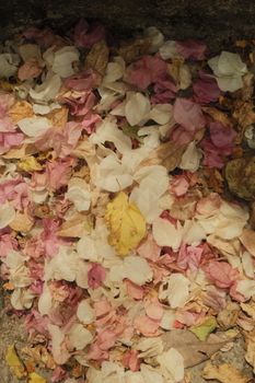 Colorful bougainvillea petals scattered on the ground, creating a vibrant floral pattern.