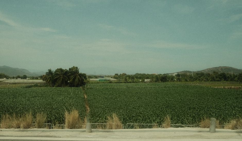 A vast green field with palm trees under a clear sky, offering a peaceful rural landscape view.