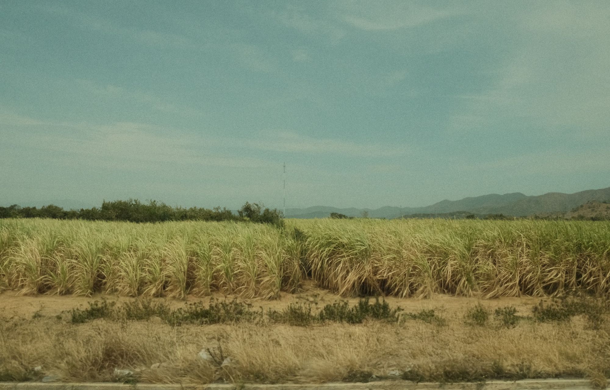 Sugarcane fields stretching towards distant mountains