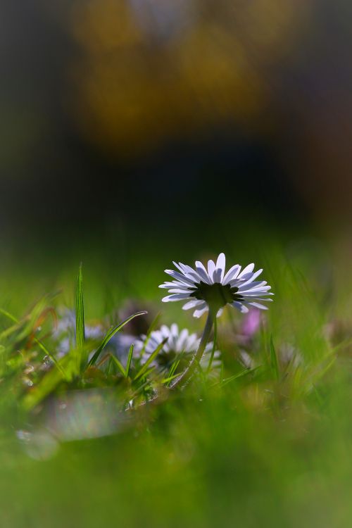 Free Beautiful close-up of daisies in a dewy meadow, capturing the essence of a vibrant spring morning. Stock Photo