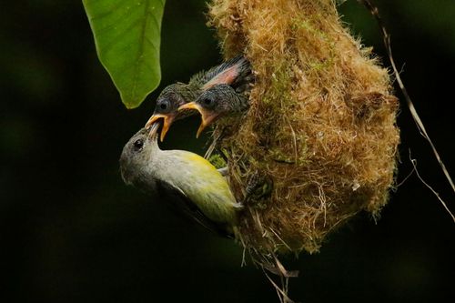 Free A mother bird feeding two chicks in a woven nest hanging from a branch. Stock Photo