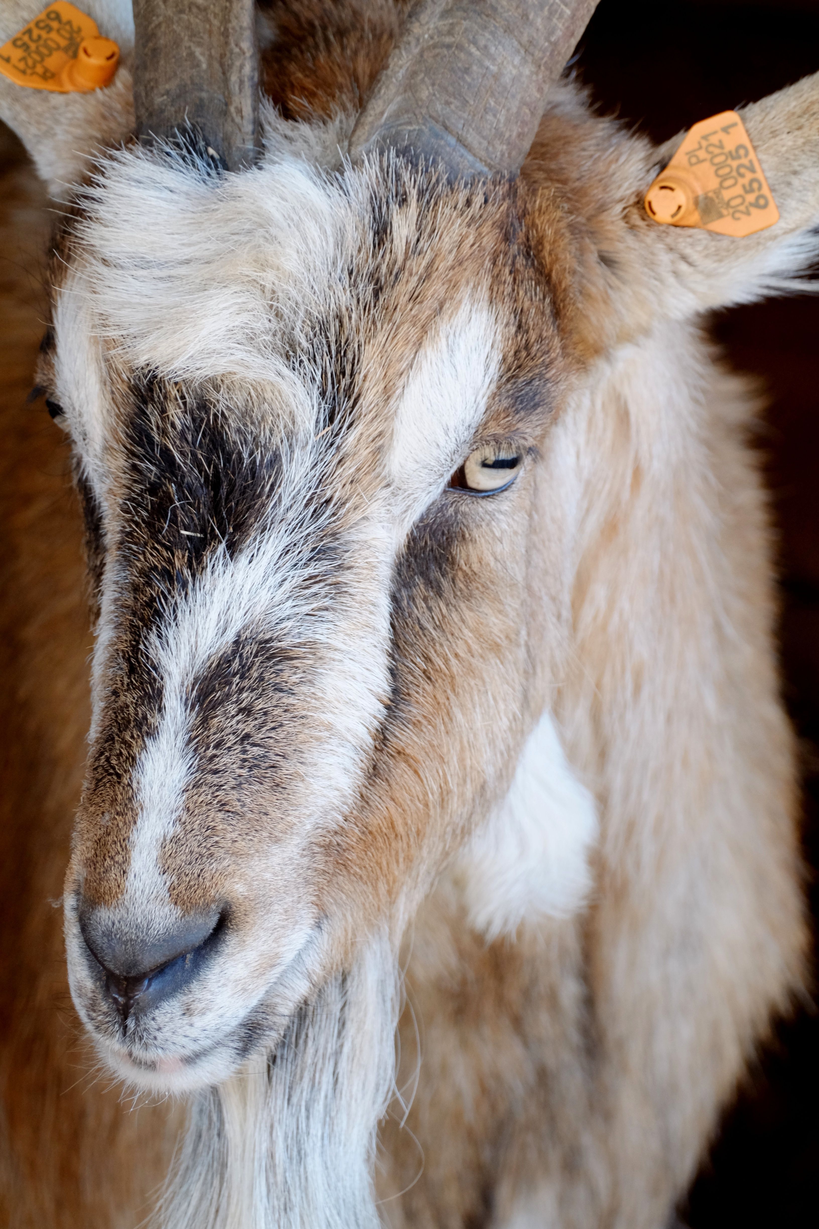 Detailed close-up of a domestic goat with identification tags on ears.