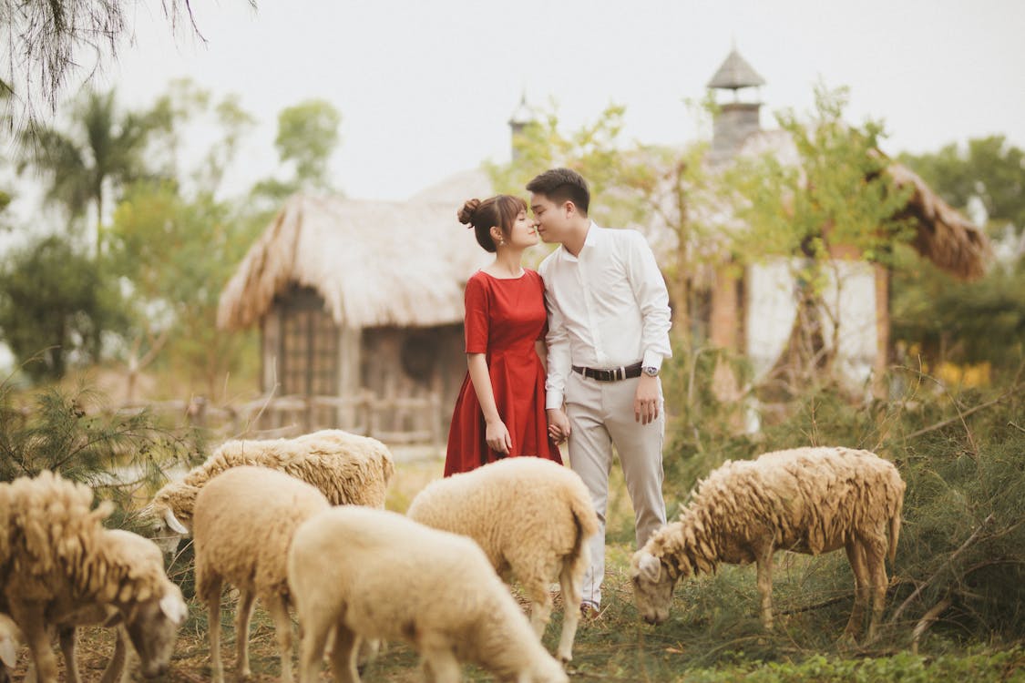 Cặp đôi Lãng Mạn đứng Gần Bầy Cừu · Ảnh có sẵn miễn phí