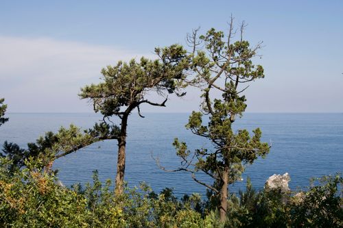 Free Beautiful coastal view featuring unique trees against a calm sea background. Stock Photo