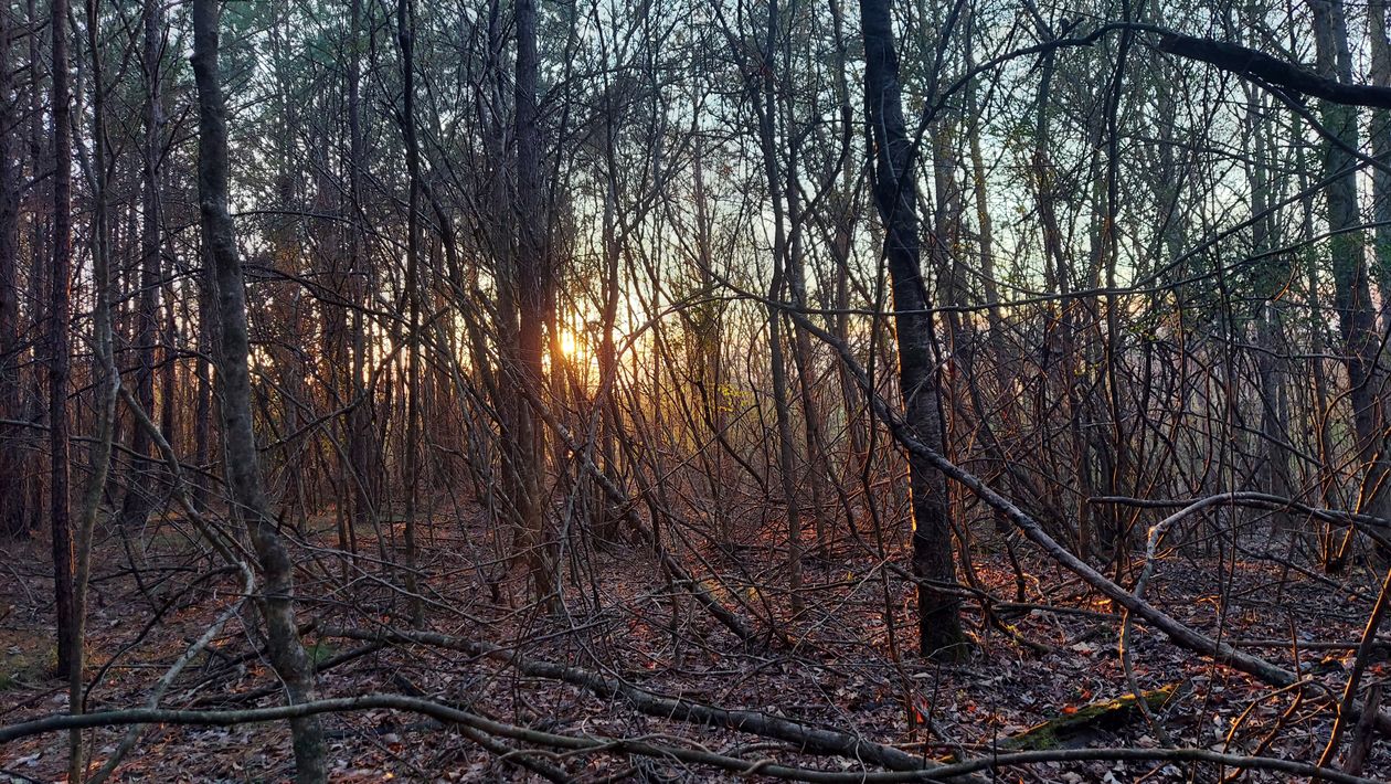 Serene Woodland Sunset Through Bare Trees · Free Stock Photo