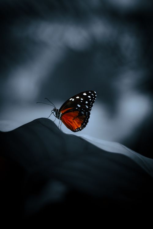 Free A detailed shot of a vibrant Monarch butterfly perched on a leaf with blurred background. Stock Photo
