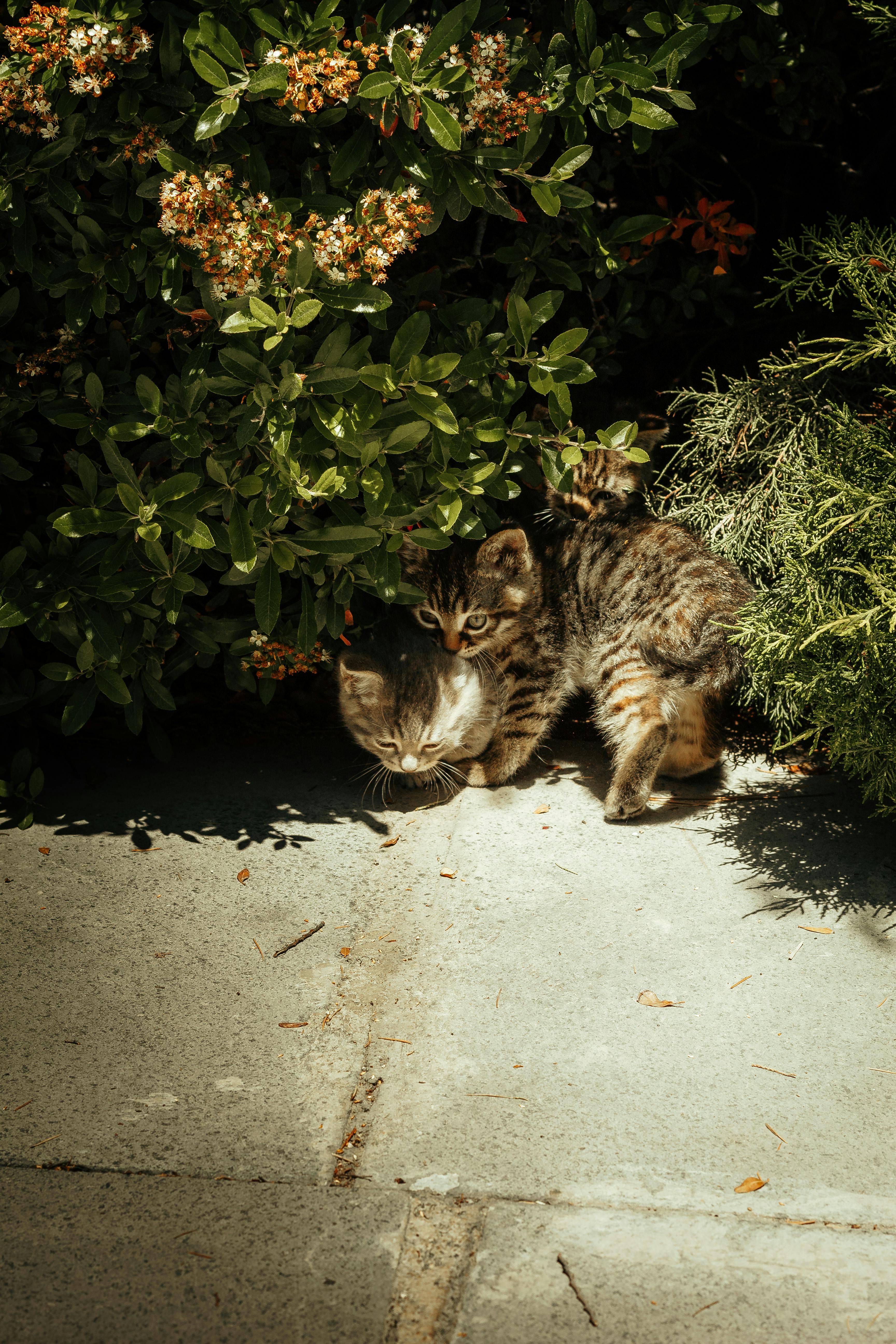 A cute tabby kitten exploring a sun-drenched garden path surrounded by lush foliage.