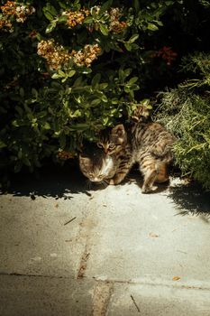 A cute tabby kitten exploring a sun-drenched garden path surrounded by lush foliage.