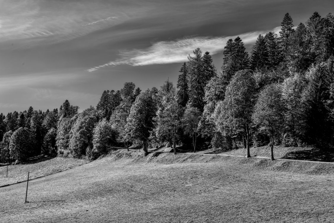 Black and White Forest Landscape in Summer · Free Stock Photo