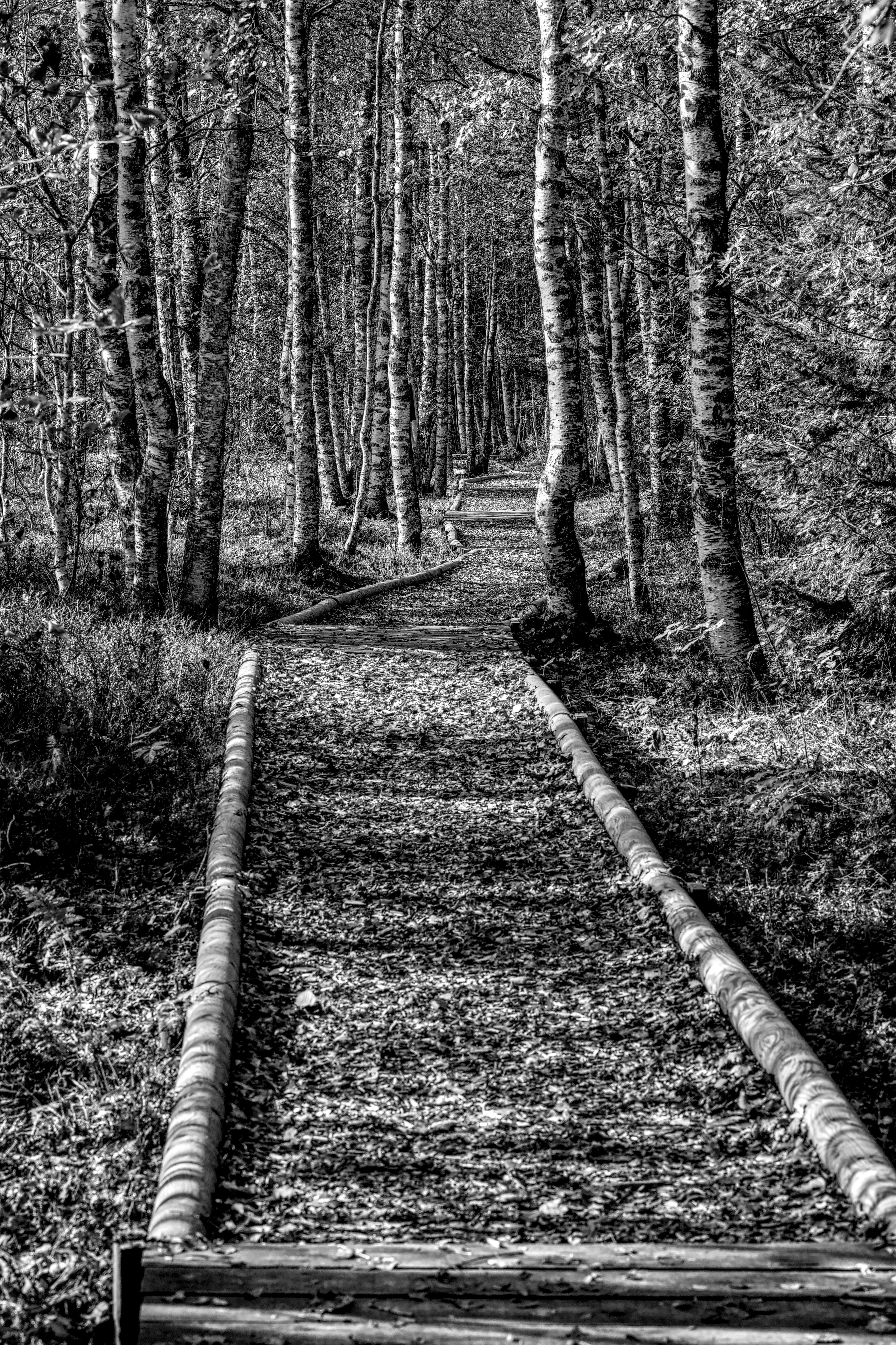 Scenic Pathway Through Birch Forest in Black and White · Free Stock Photo