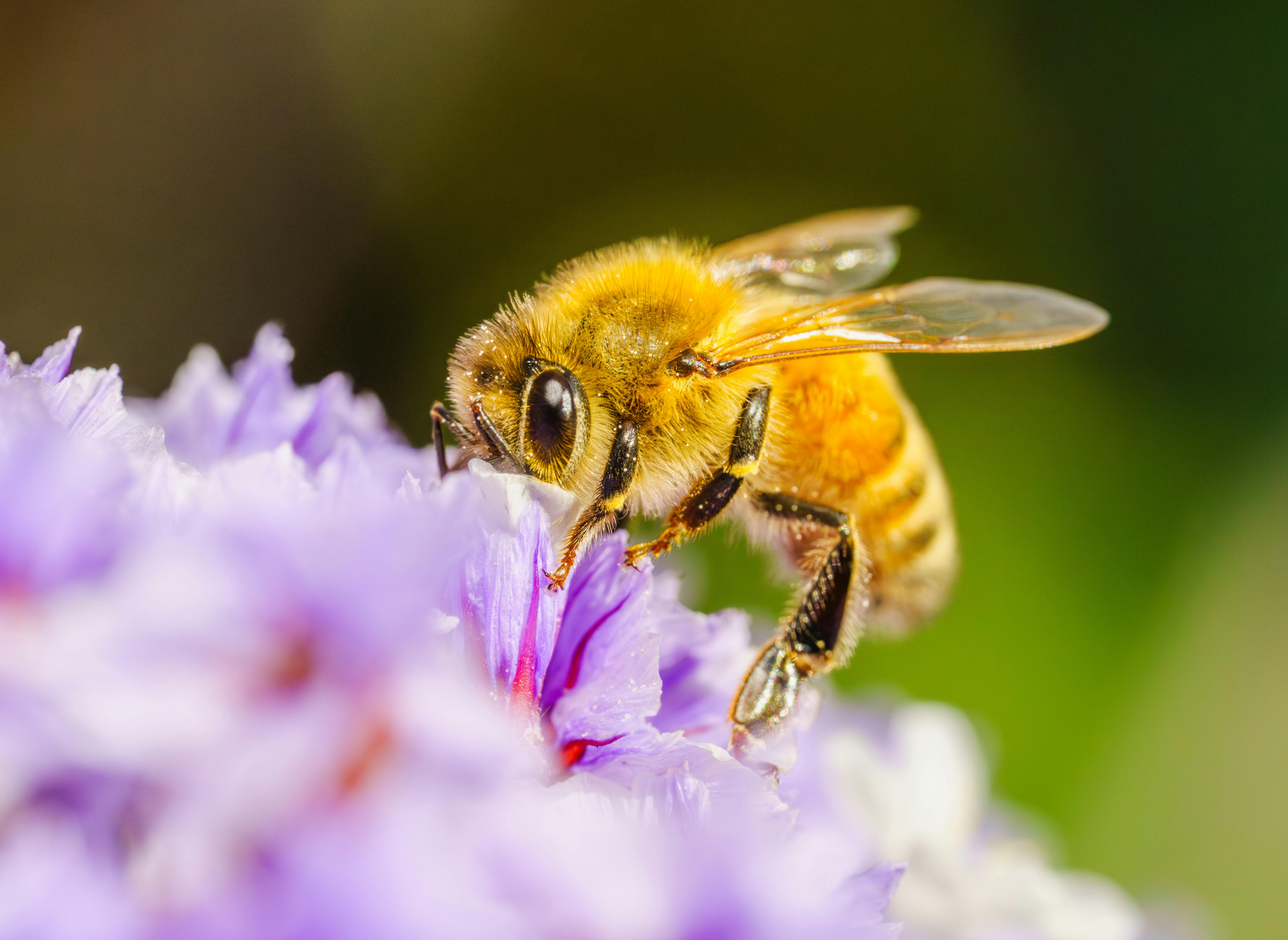 Ark Valley Civics Bee Competition to Send Three Local Students to State — Photo by Robert So on Pexels