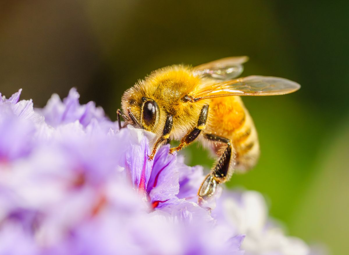 Close-up of Bee Pollinating a Flower in Brazil · Free Stock Photo