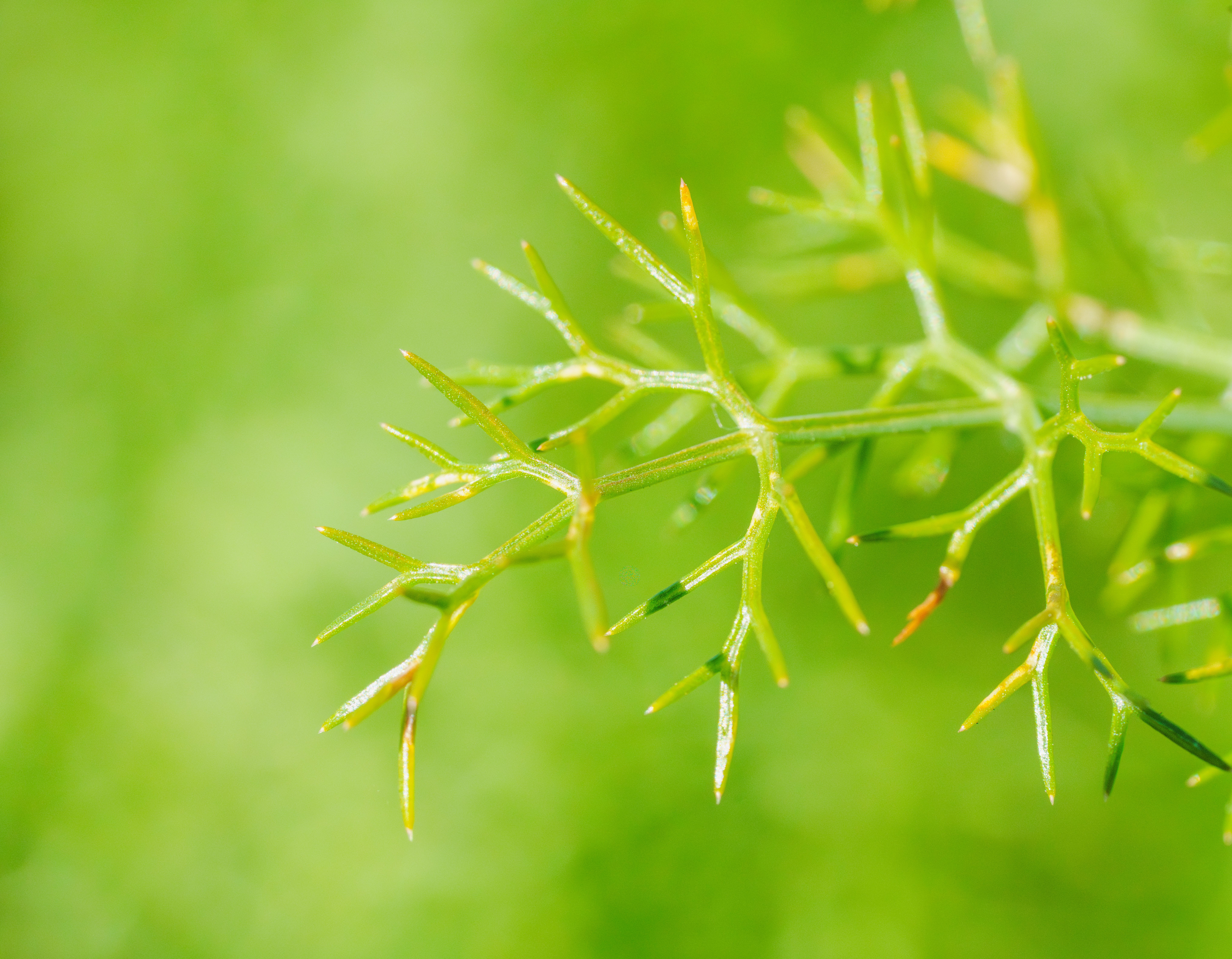 Close-up of Green Plant Stem with Leaves · Free Stock Photo