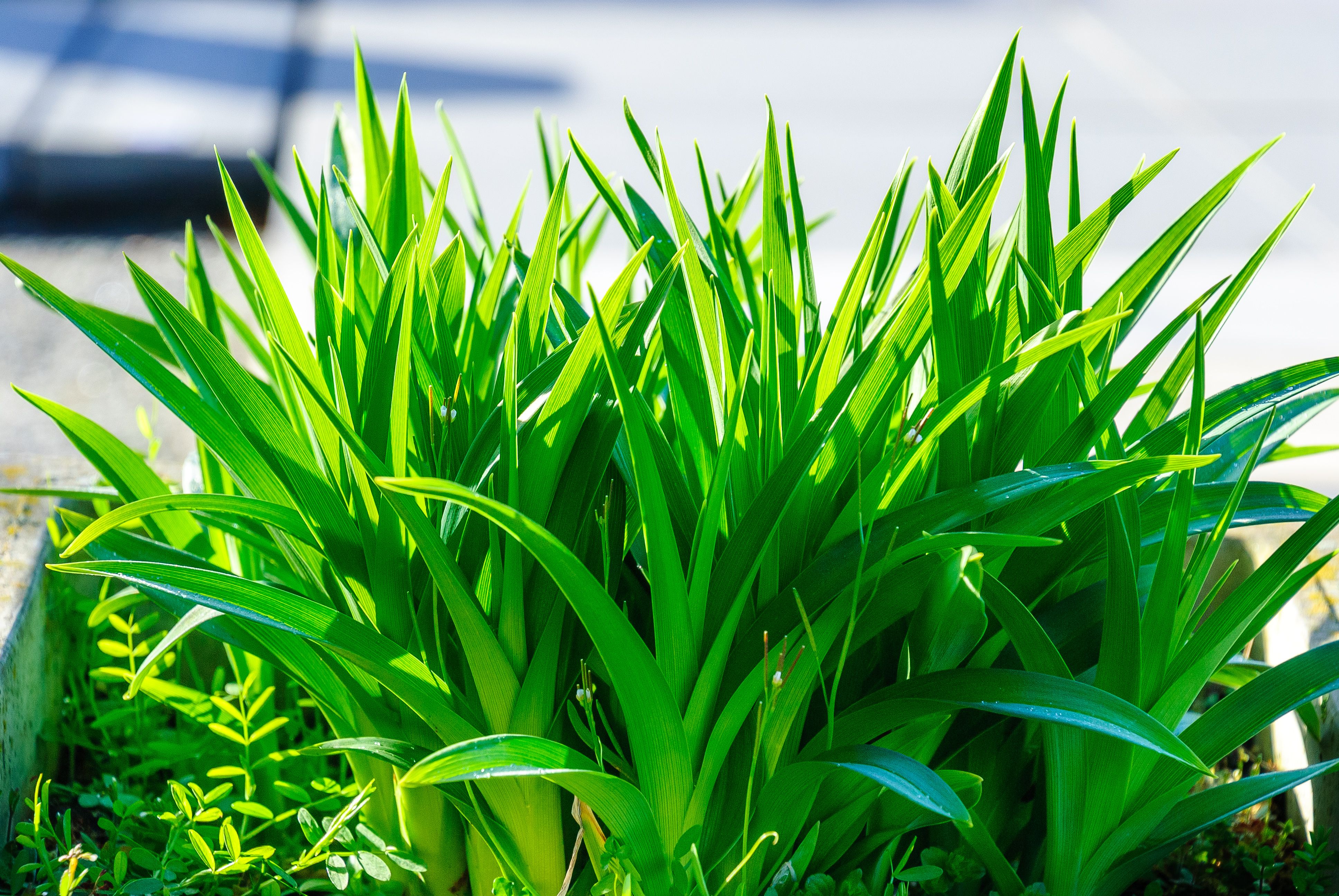 Healthy garden plants with rich green foliage
