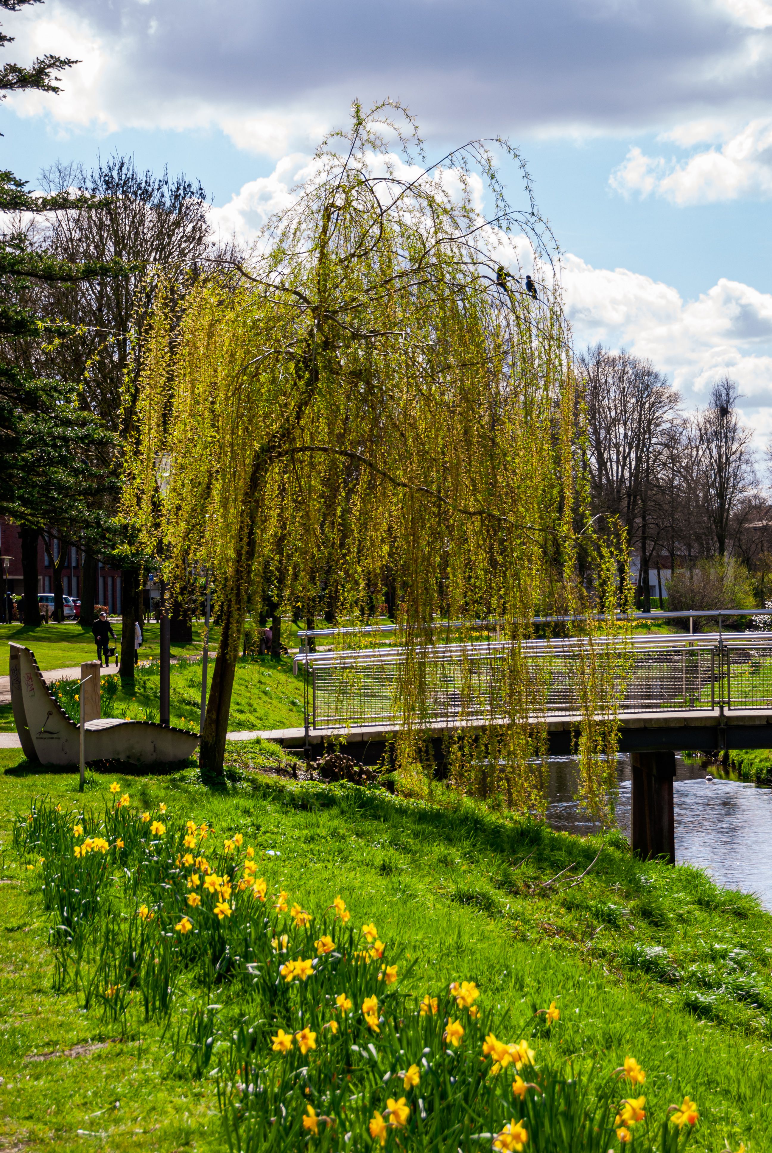 Serene park in Coesfeld with a willow tree and daffodils by the river in spring.