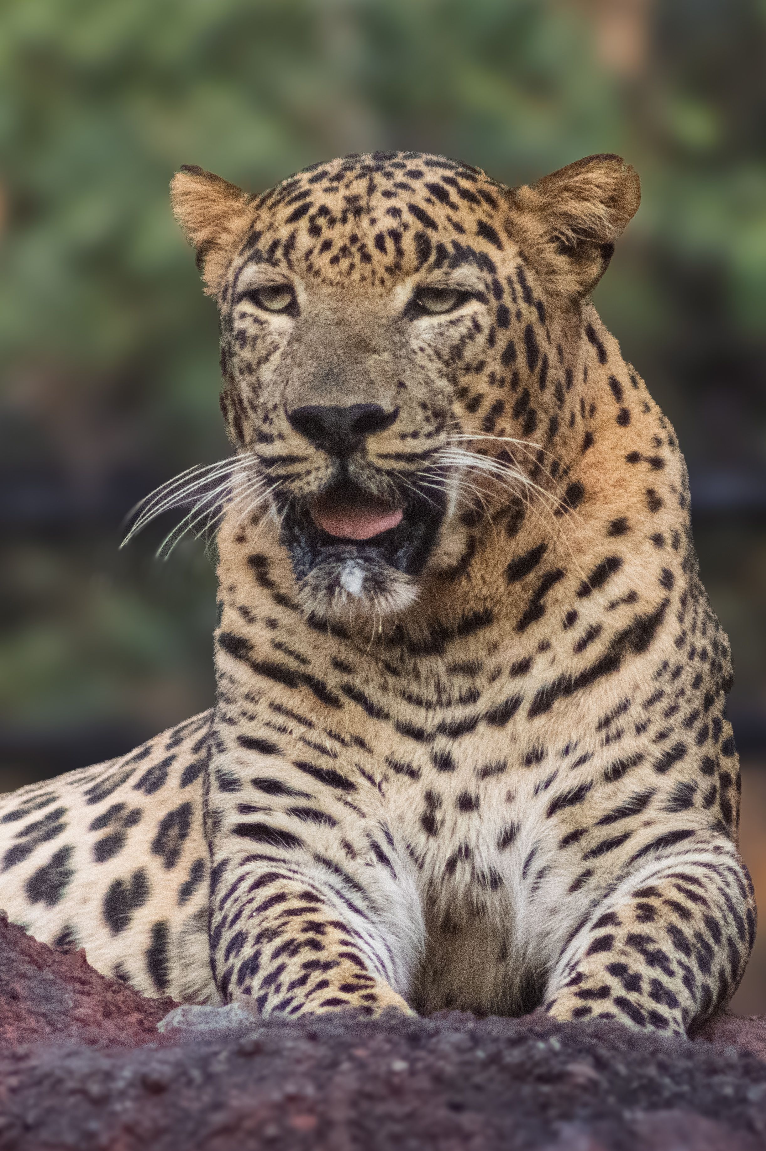 Majestic Leopard Resting on Rock · Free Stock Photo