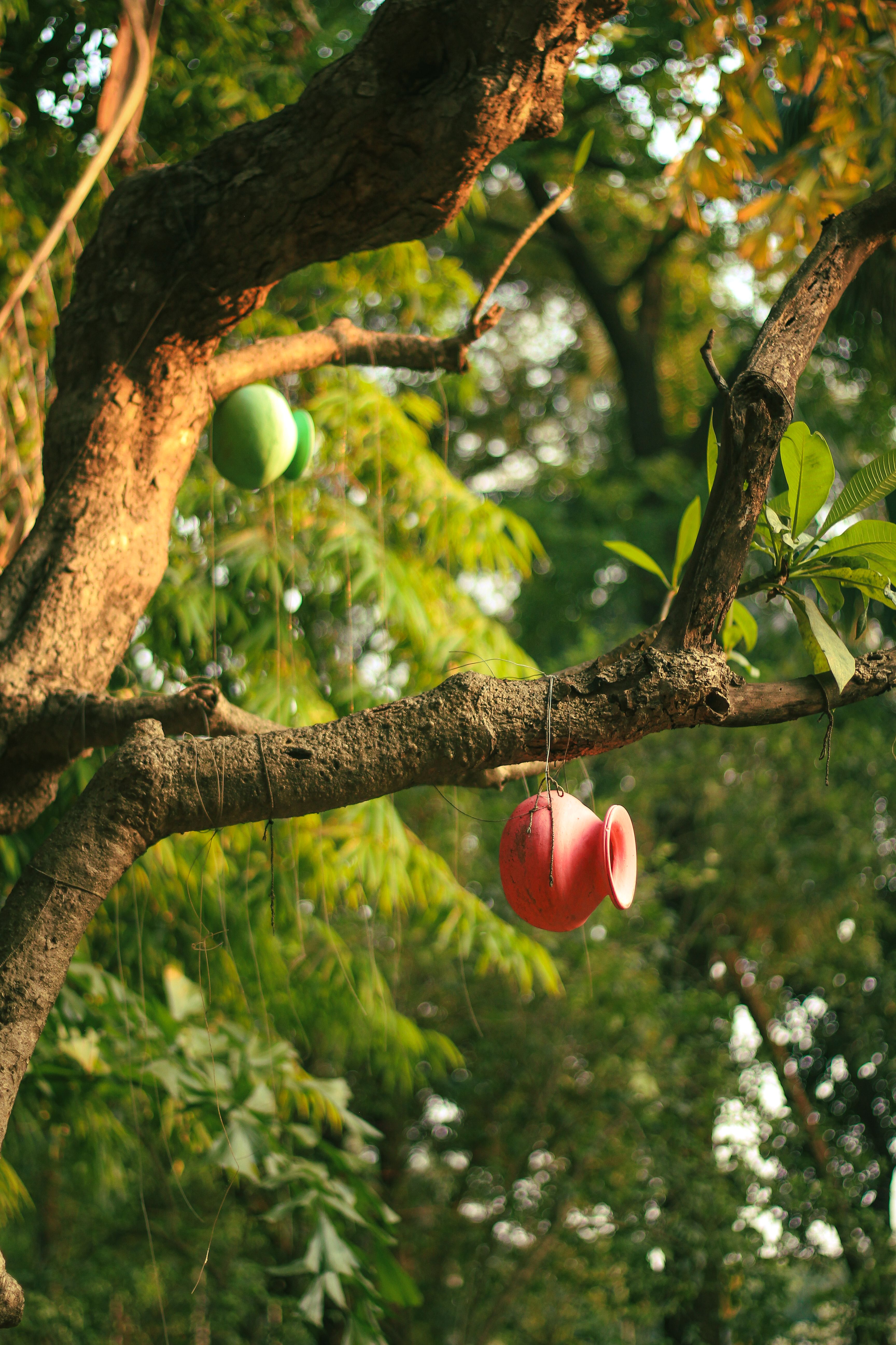 Decorative red and green pots hanging from a tree branch in a lush Dhaka setting.