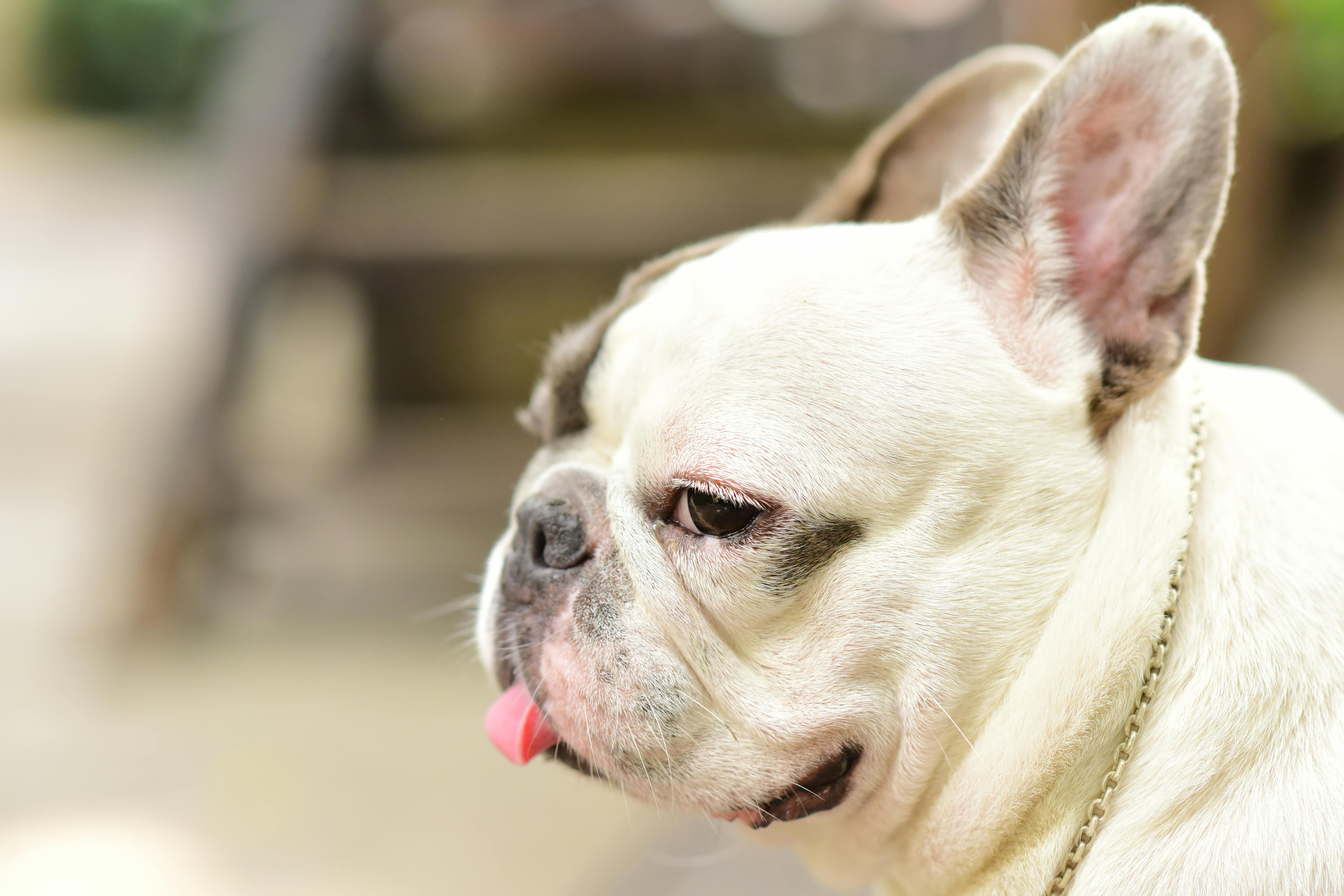 pet insurance pet wellness — Photo by Sóc Năng Động on Pexels