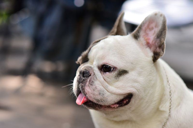 French Bulldog panting outdoors, showing typical brachycephalic face structure