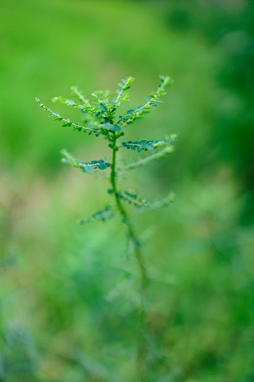 Free Detailed close-up of a delicate green plant stem and leaves in nature. Stock Photo