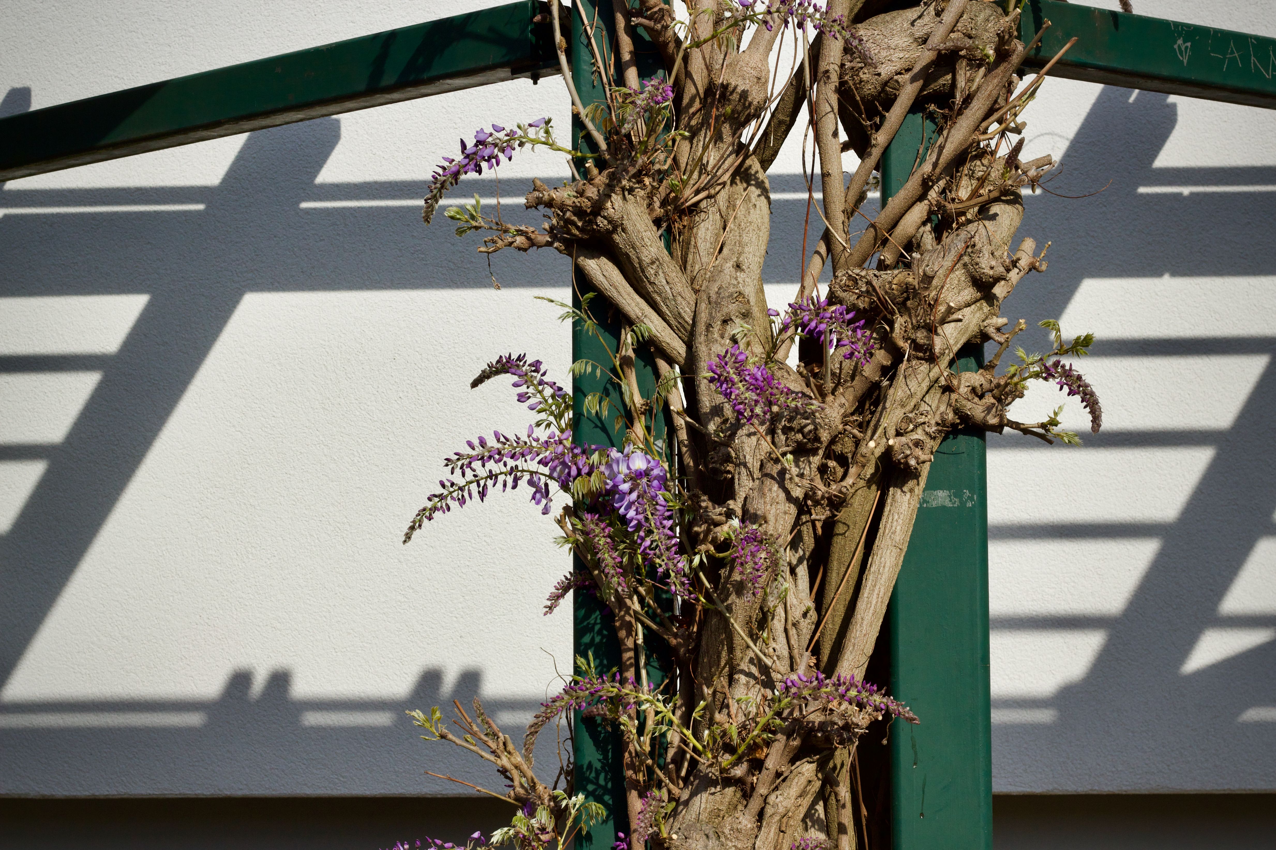 Rejuvenating Bare-Bottomed Vines: Strategic Pruning, Pinning, and Companion Planting to Hide Woody Bases on Clematis, Climbing Roses, and Wisteria