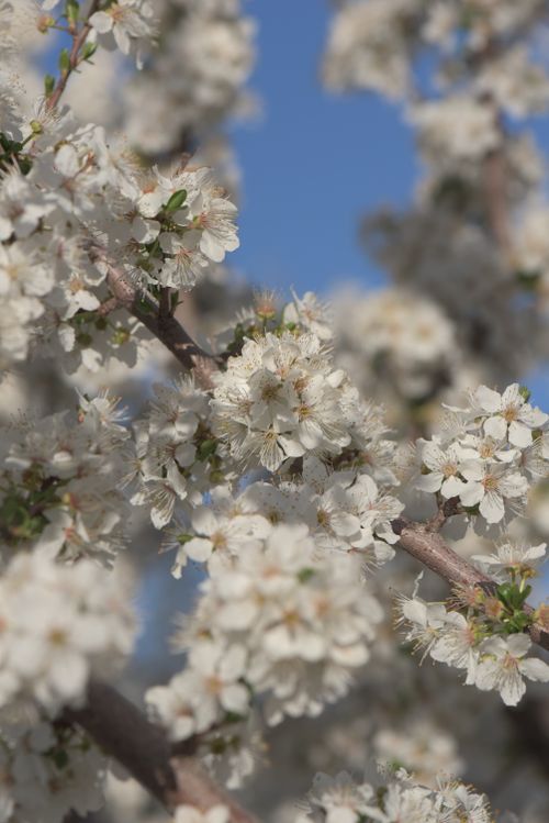 Free Beautiful white blossoms on a branch, highlighting the essence of spring. Stock Photo