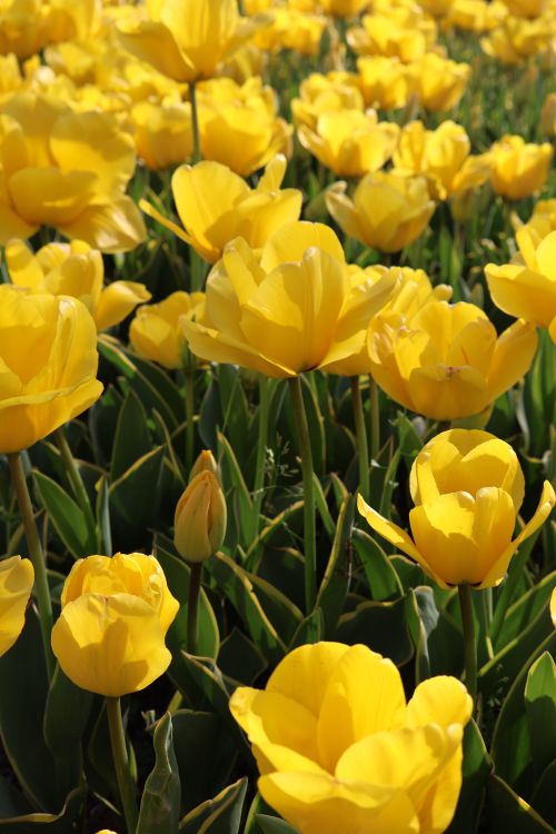 Free A field of vivid yellow tulips in full bloom during spring in Bursa, Türkiye. Stock Photo