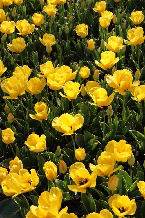 Free Vibrant yellow tulips blossoming in a spring garden in Bursa, Türkiye. Stock Photo