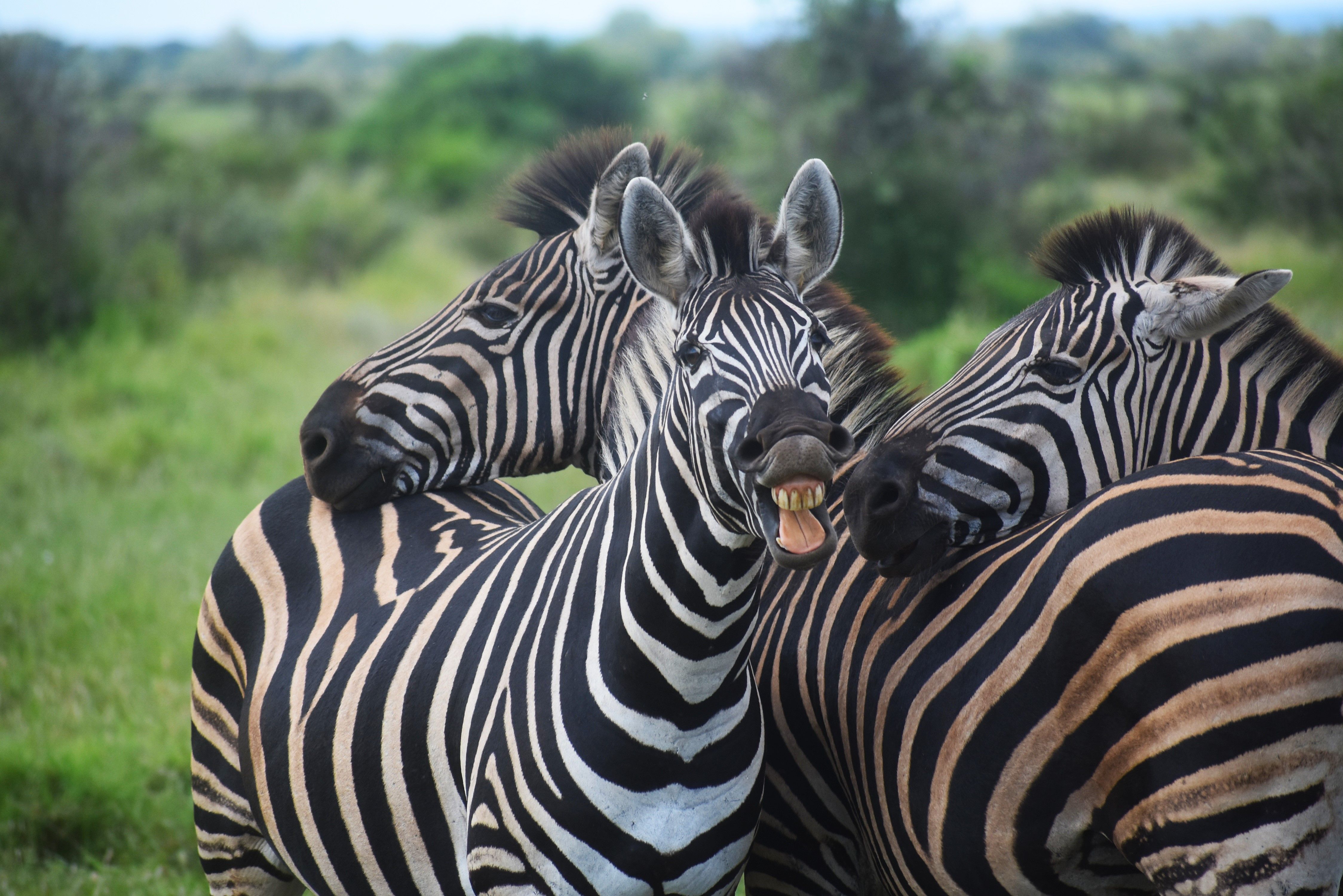 A group of zebras in a playful stance showcasing their striped patterns in the wild.
