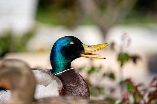 Free Detailed close-up of a male Mallard duck with vibrant plumage and open beak. Stock Photo