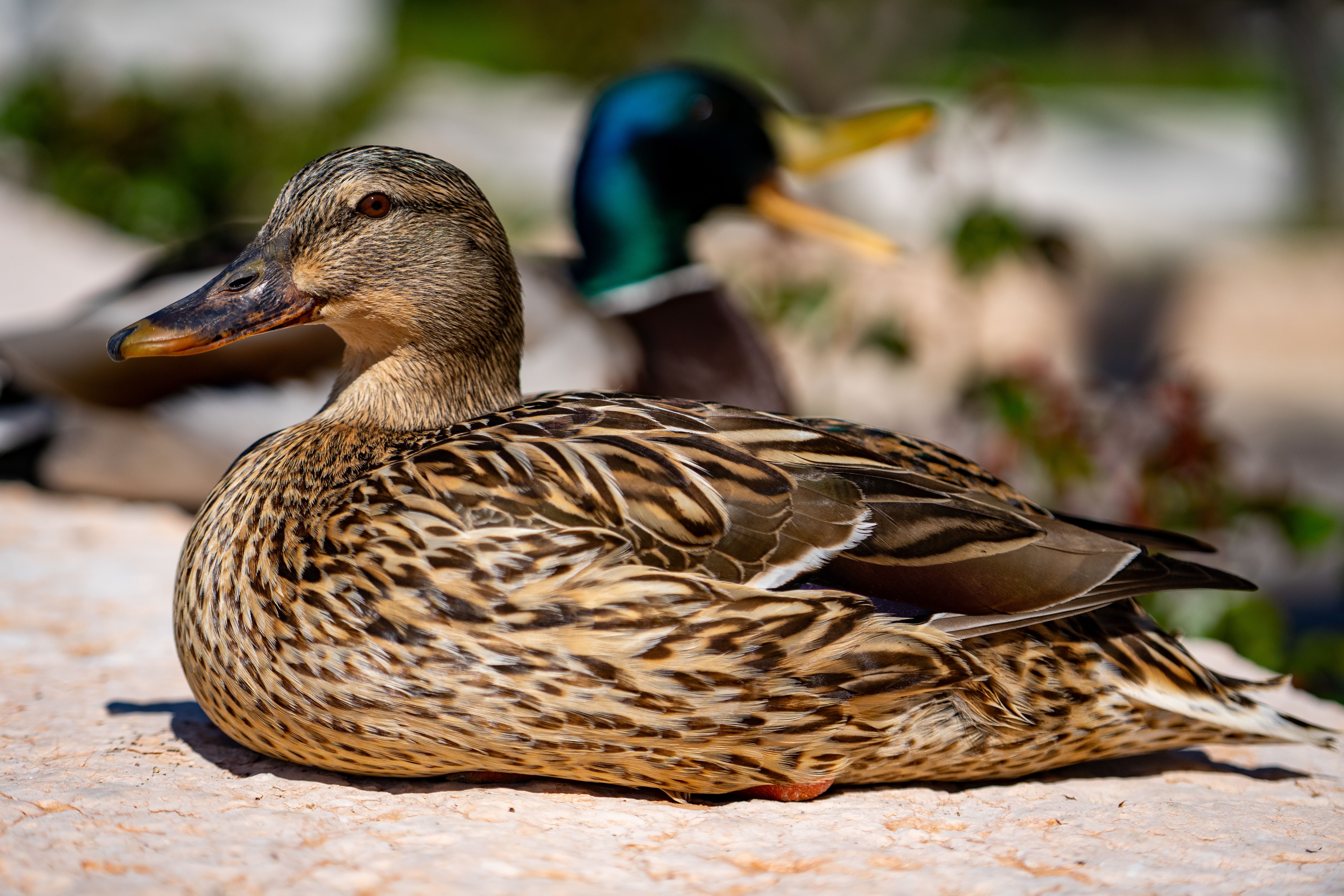 Sitemapcdatahttpsabckniqoocomimages Of Female Mallard Ducksnull
