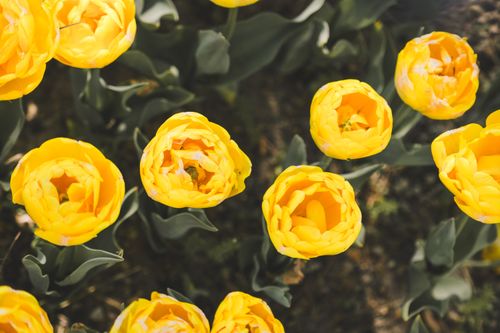 Free Vibrant yellow tulips captured in full bloom, showcasing spring beauty from above. Stock Photo