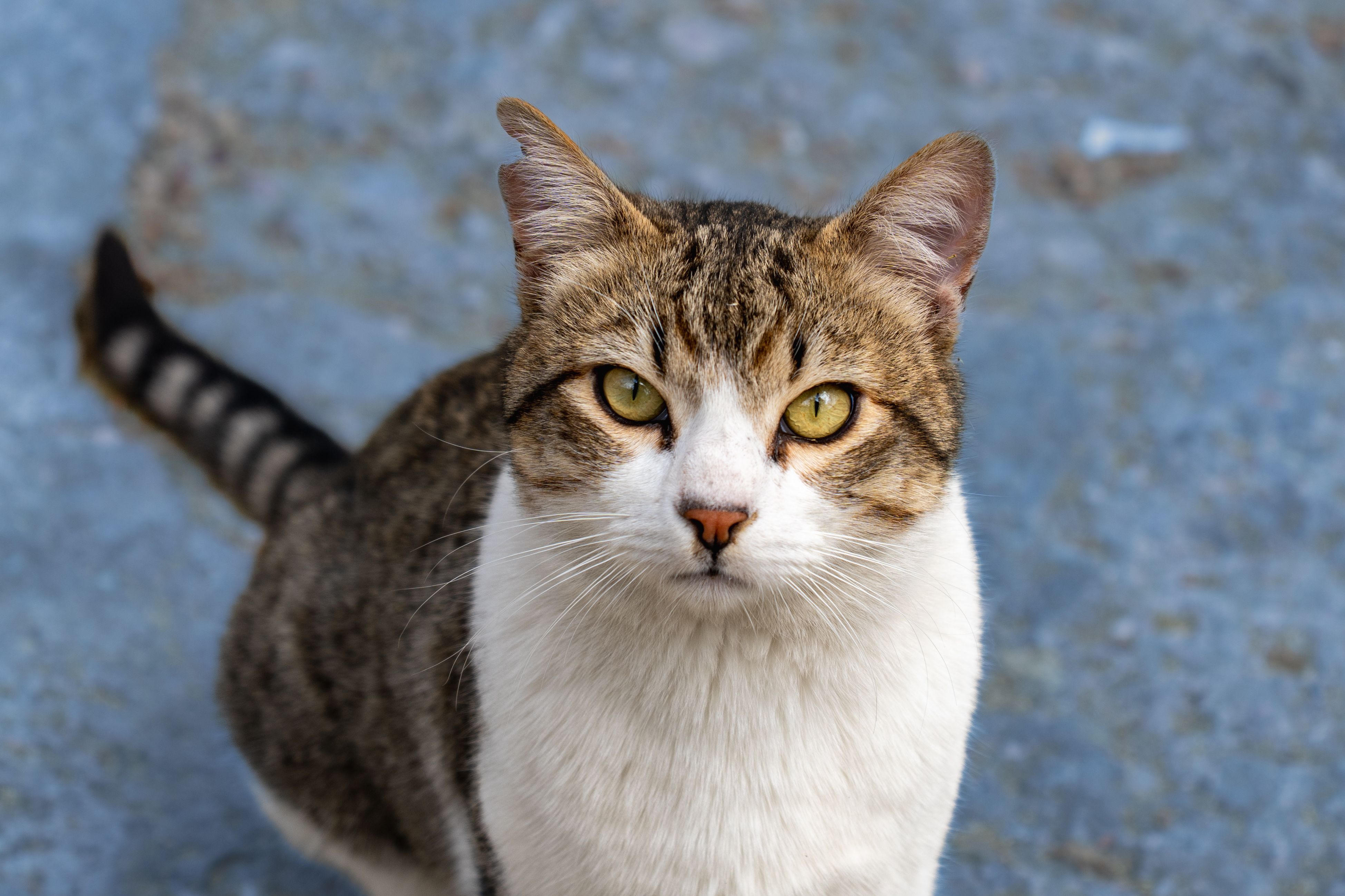 Veterinary care for a cat