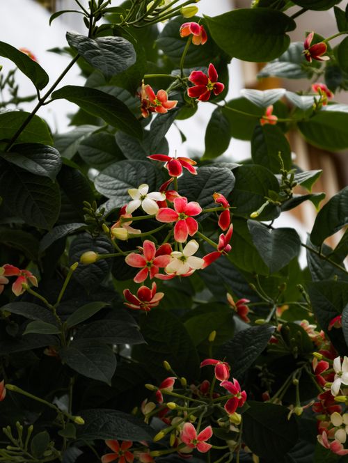 Free Close-up of vivid red and white flowers with lush green leaves, perfect for nature and botanical themes. Stock Photo