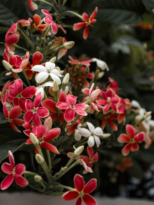 Free Vivid close-up of red and white Rangoon Creeper flowers, showcasing natural beauty and vibrant colors. Stock Photo