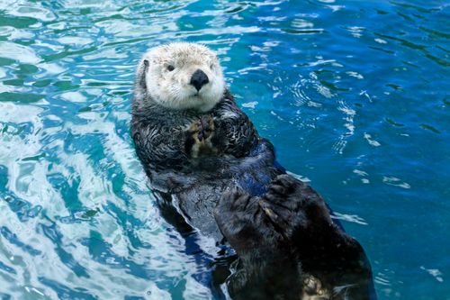 Free Cute sea otter floats calmly on its back in vibrant blue water. Perfect for wildlife and nature lovers. Stock Photo