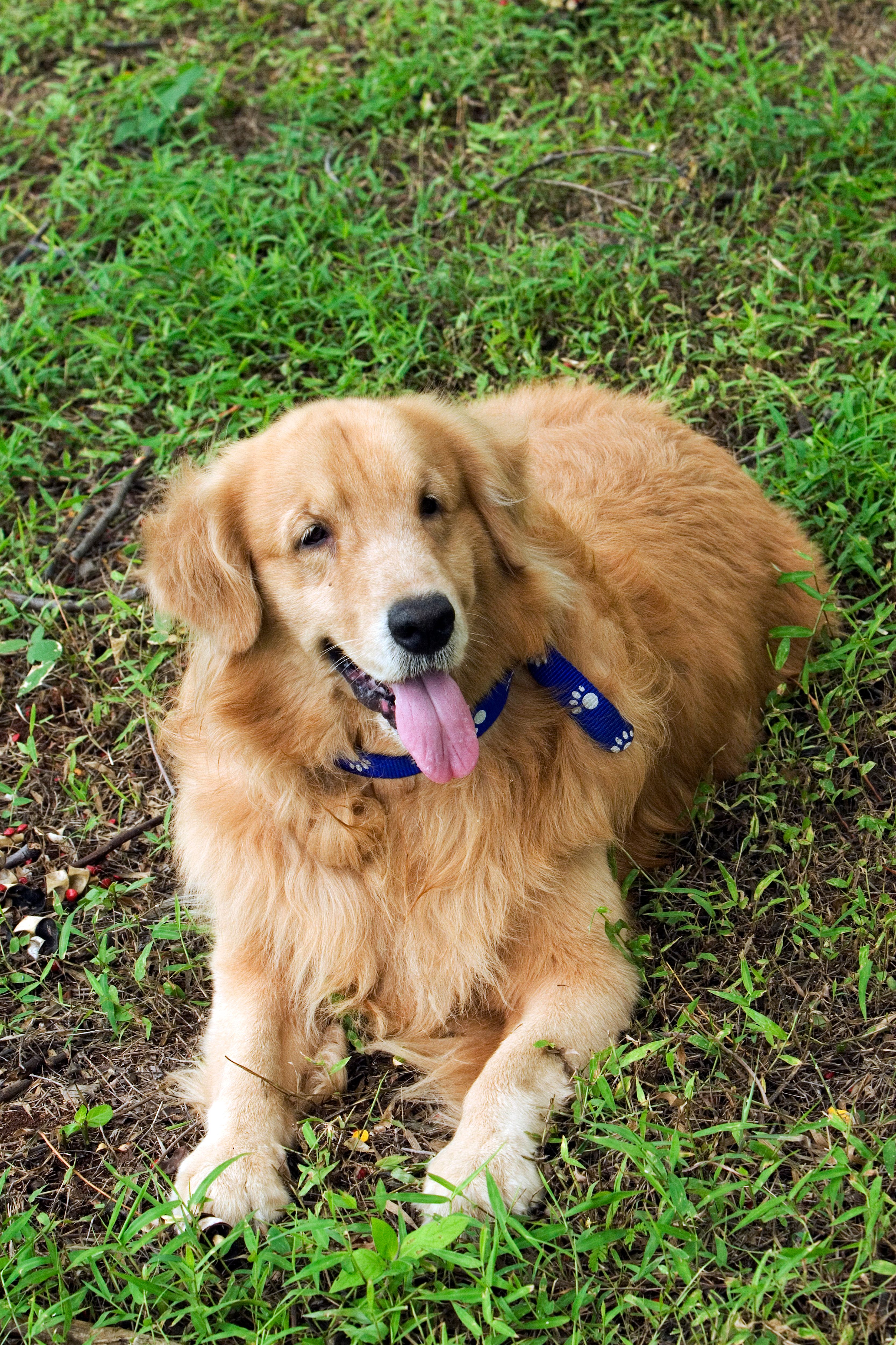 Golden Retriever dog laying on grass, wearing a blue collar, showcasing friendly and calm demeanor.