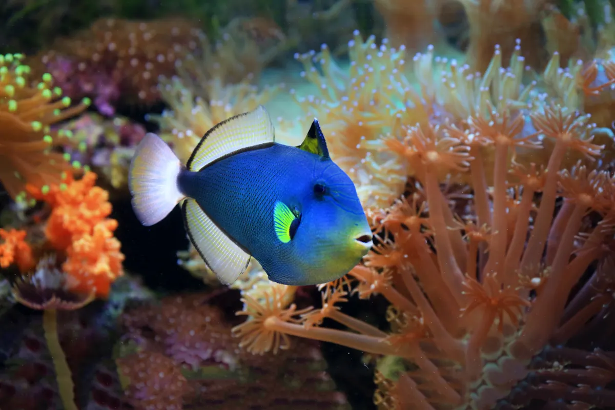 A reef triggerfish swimming over colorful coral, the kind of fish that is the Hawaii state fish