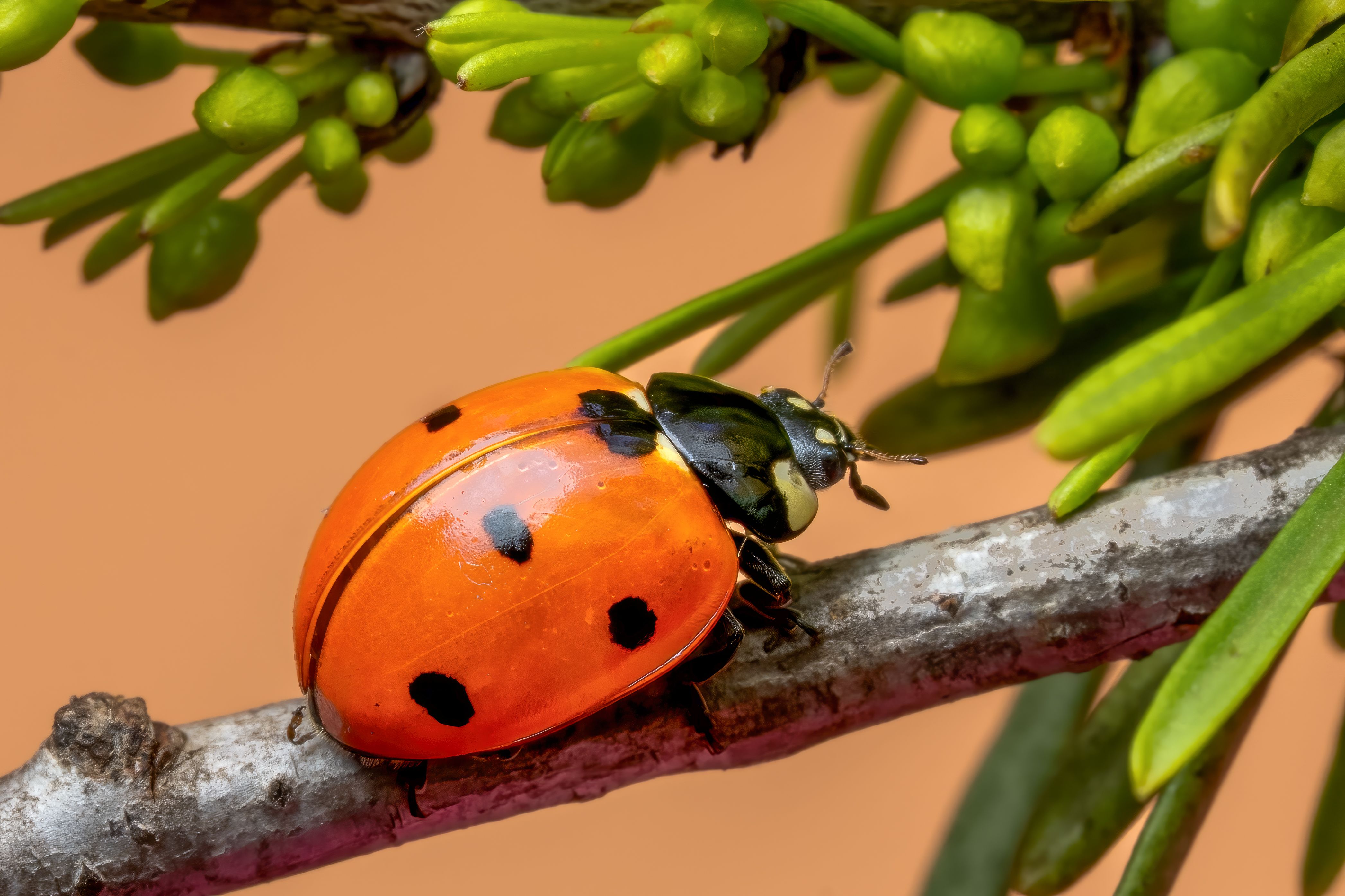 Ladybug in the Sun