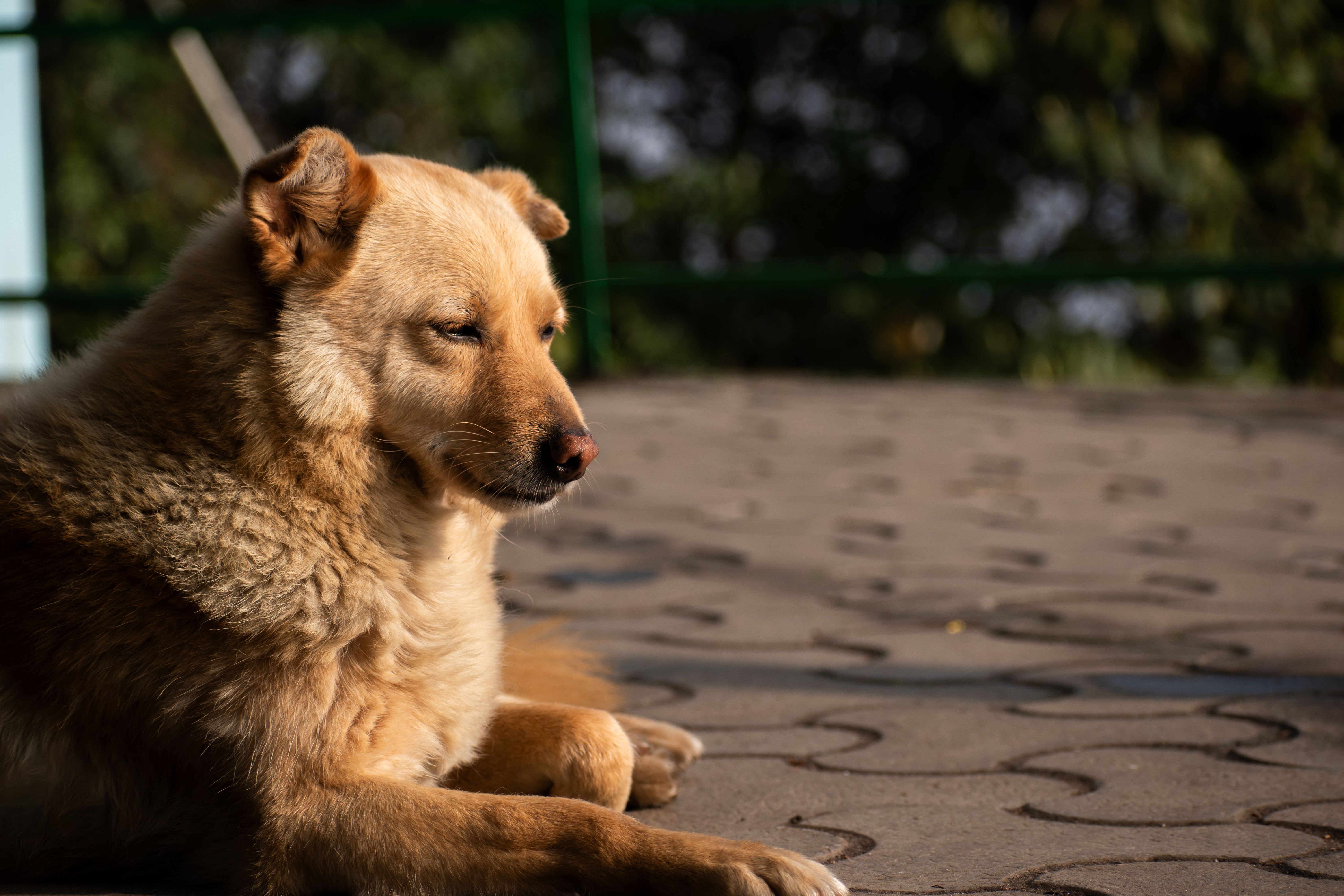 A dog undergoing diagnostic blood testing at a veterinary clinic