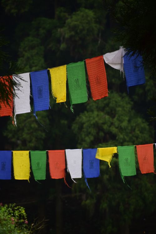 Free Colorful Tibetan prayer flags hanging in a lush green forest setting, symbolizing peace and good fortune. Stock Photo