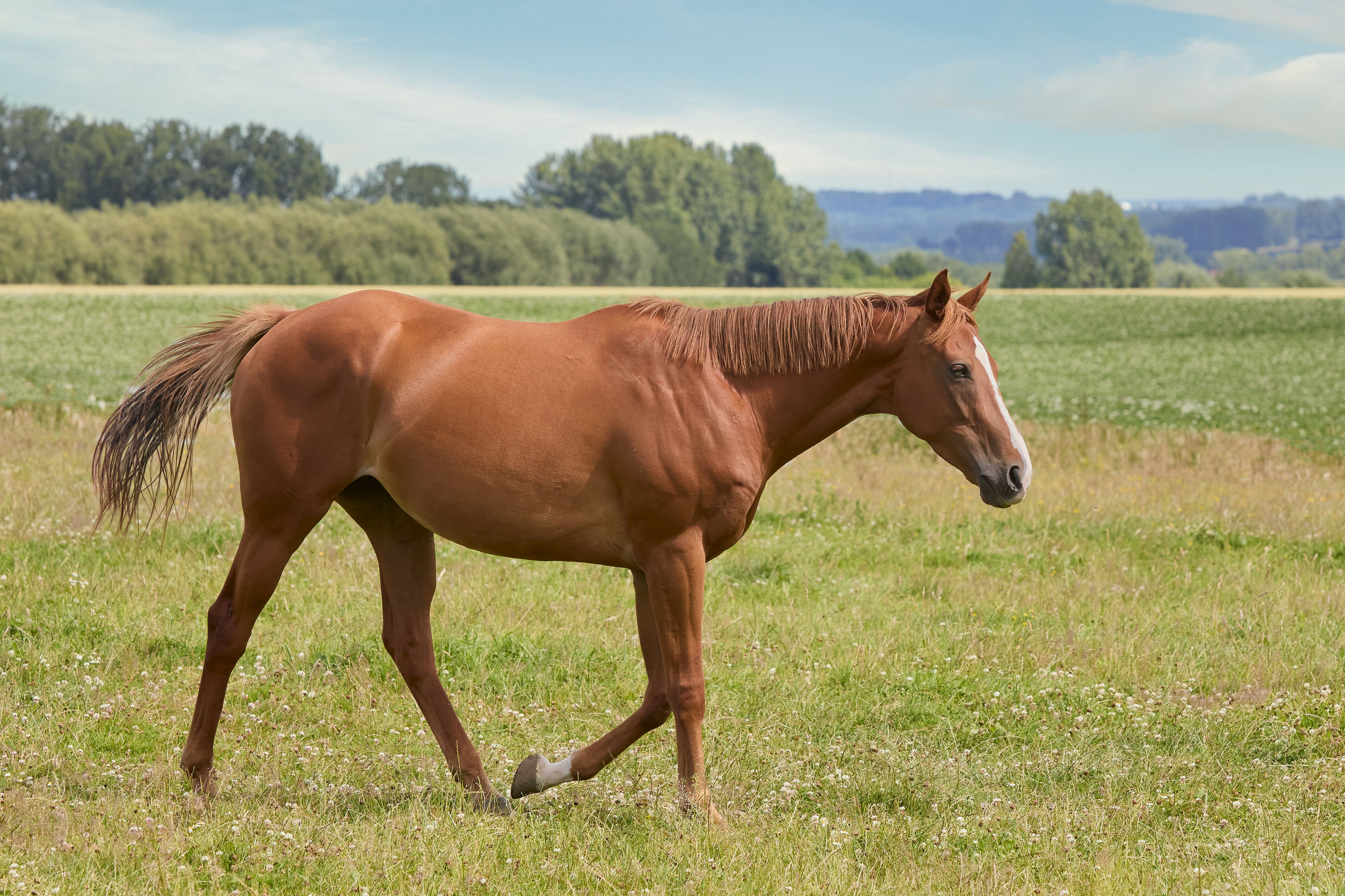 A chestnut horse elegantly walking through a lush rural meadow under a clear summer sky.