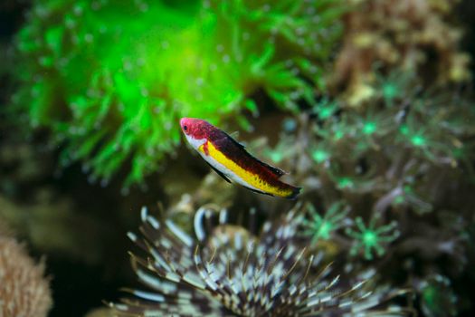 Colorful fish amidst bright corals showcasing underwater marine biodiversity.