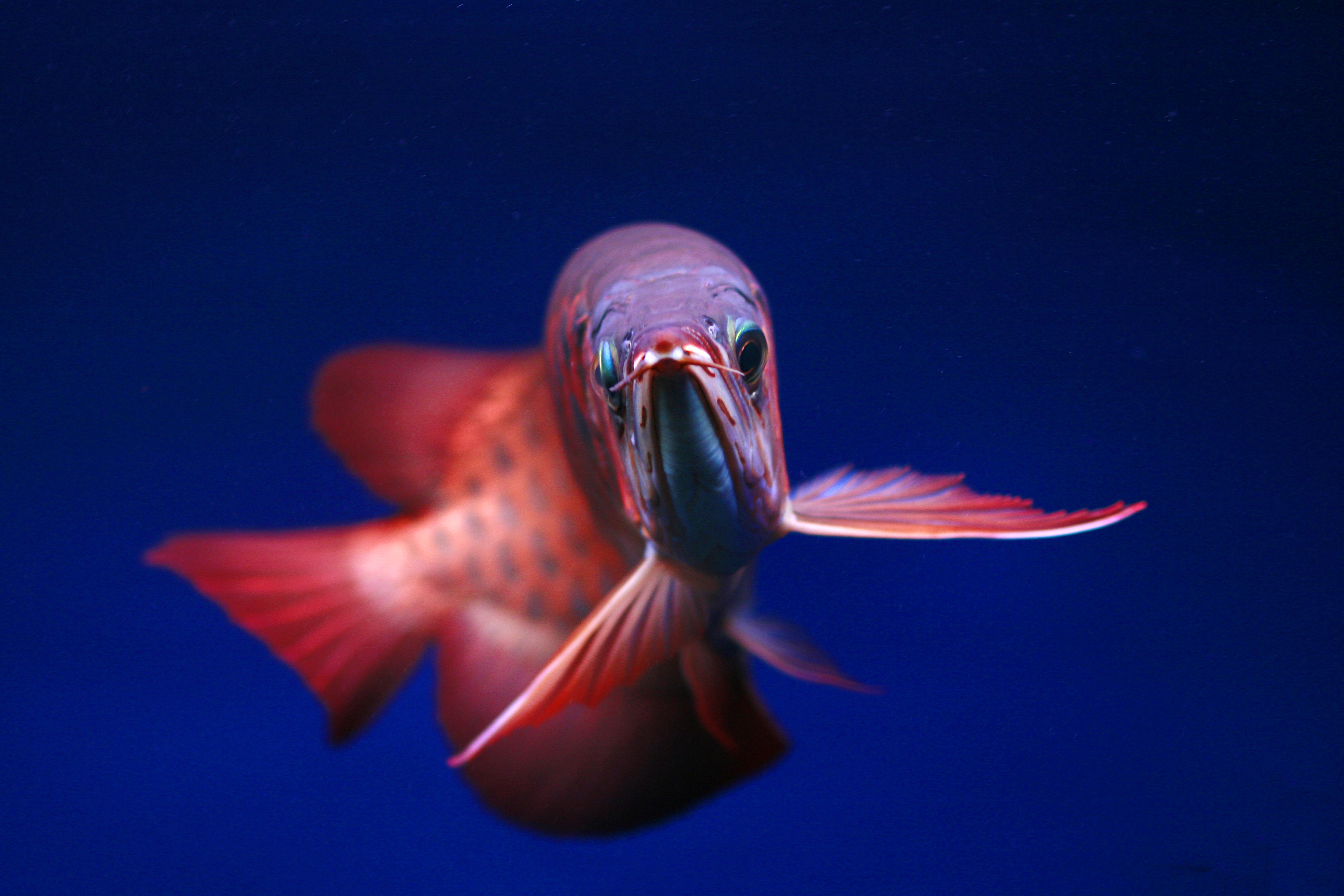 How To Breed Tropical Fish