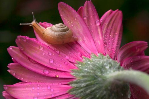 Macro shot of a snail on a vibrant pink flower with dew drops, showcasing nature's beauty.