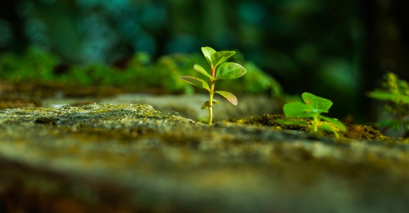 Pourquoi ma plante ne pousse plus ?