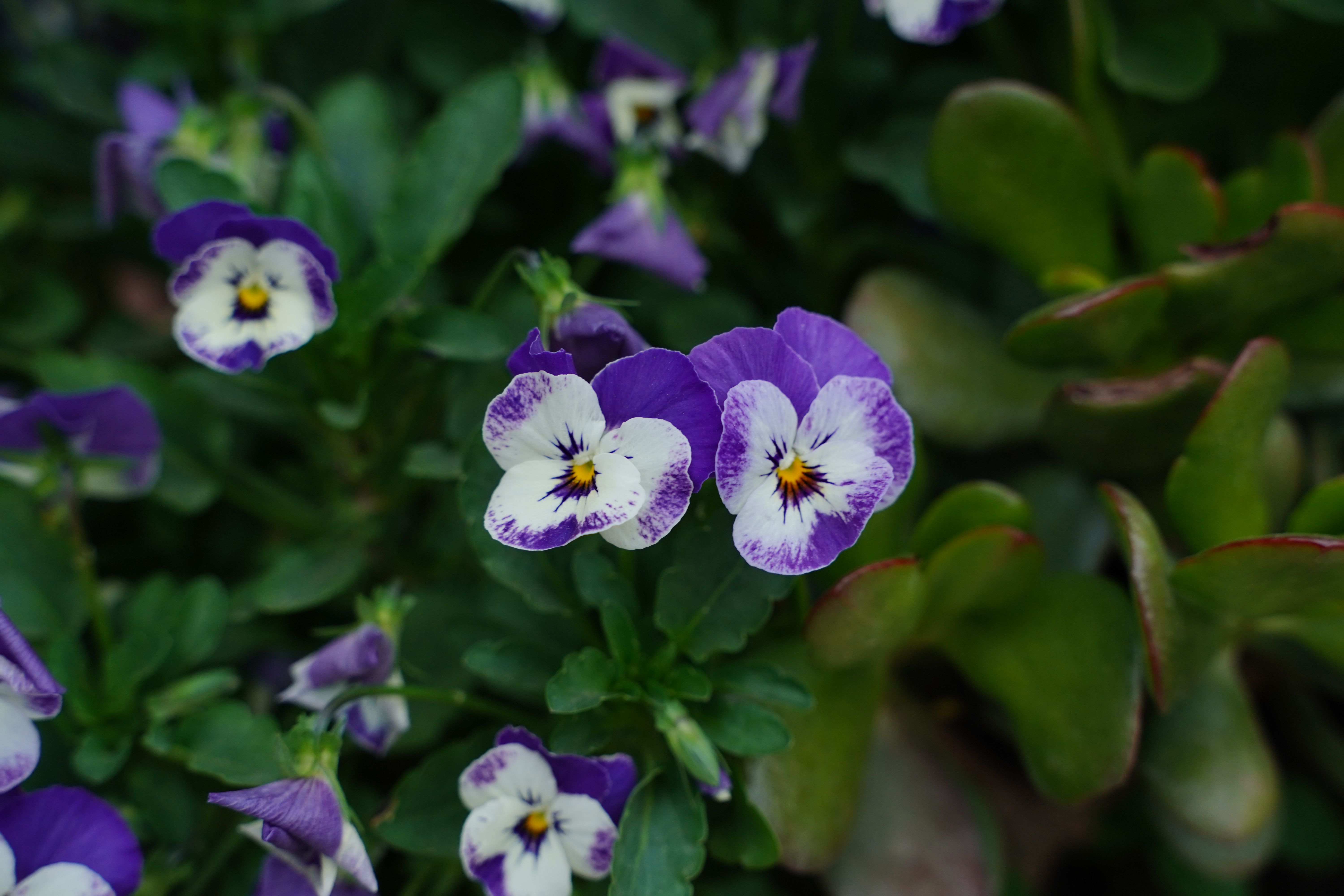 [ColoSach]-close-up-of-beautiful-purple-and-white-pansy-flowers-with-lush-green-foliage-in-a-garden-setting.