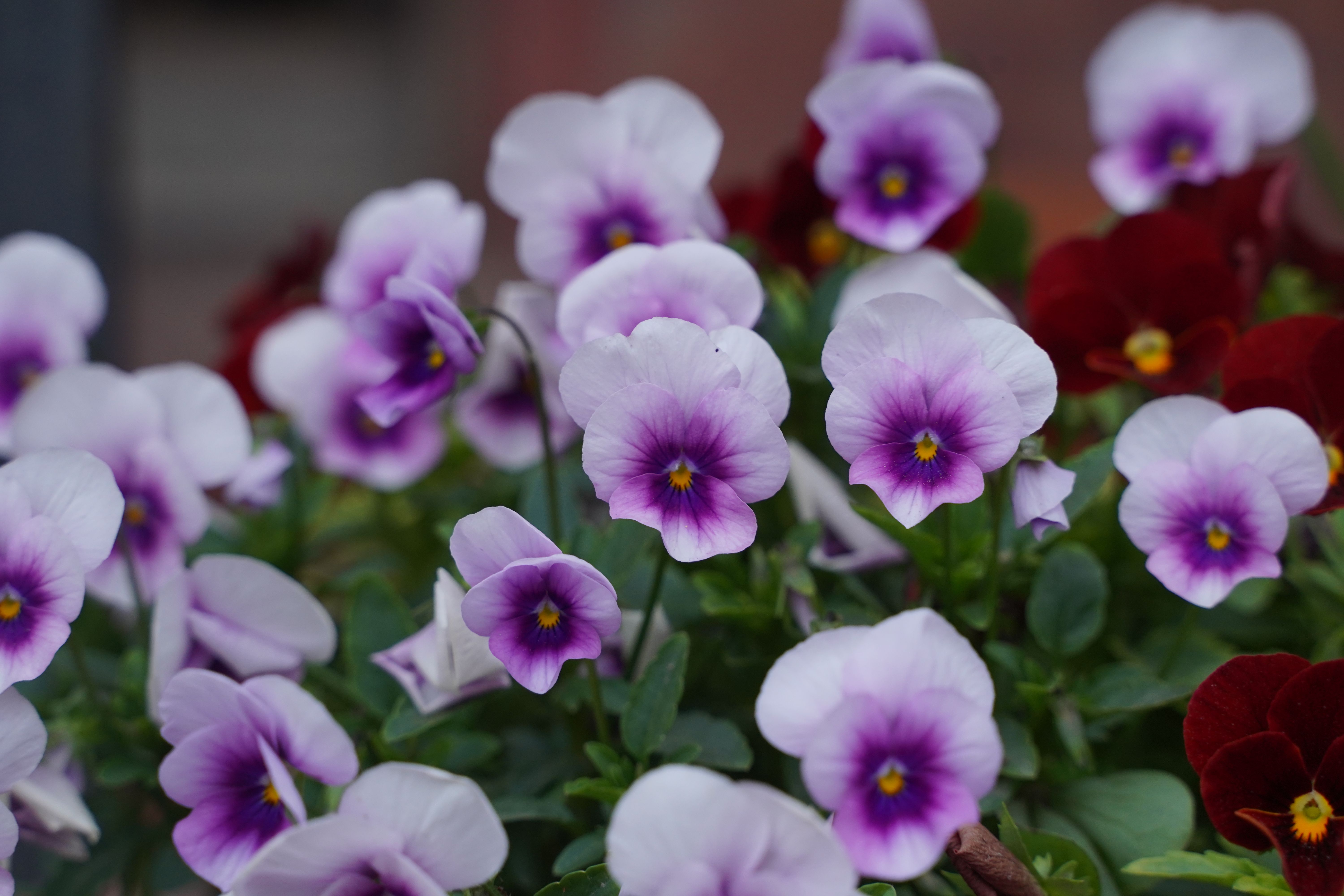[ColoSach]-a-captivating-close-up-of-purple-and-white-pansies-in-full-bloom,-showcasing-their-vibrant-colors.